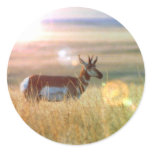 Antelope