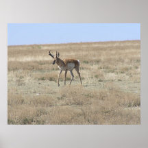 Antelope Walking Posters