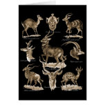 Antelopes Card