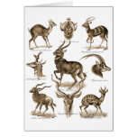 Antelopes Card