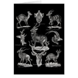 Antelopes Greeting Cards
