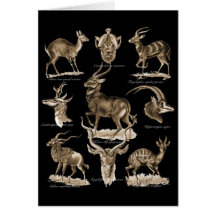 Antelopes Card