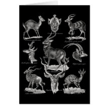 Antelopes Greeting Cards