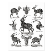 Antelopes Postcard