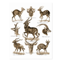 Antelopes Postcard