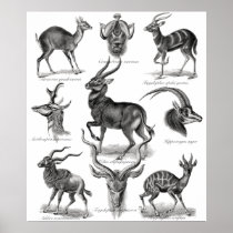 Antelopes Posters