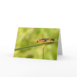 antenna bug cards