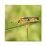 antenna bug refrigerator magnets