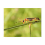 antenna bug postcard