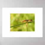 antenna bug posters