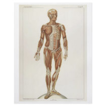 Anterior Muscles Flyer