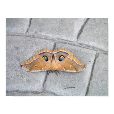 Antheraea polyphemus posters by bhbphotos