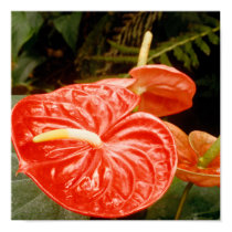 Antherium Lily Print