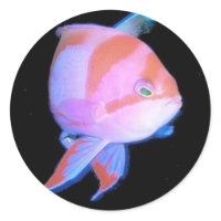 Anthias sticker