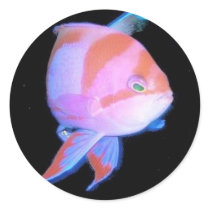 Anthias stickers