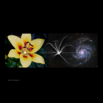 Anthony's Lily by Gregory Gallo posters