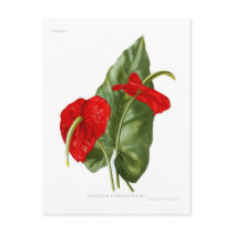 Anthurium atrosanguineum post card