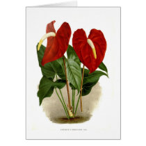 Anthurium Greeting Cards