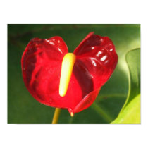 Anthurium Flower Print