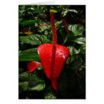 Anthurium Greeting Card