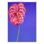 Anthurium Greeting Cards
