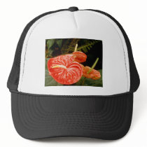 Anthurium lily hats
