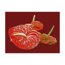 Anthurium lily postcards