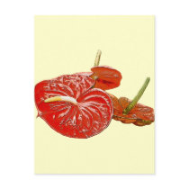 Anthurium lily postcards