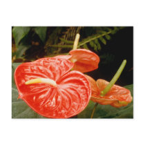 Anthurium lily postcards