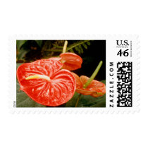 Anthurium Lily Stamps