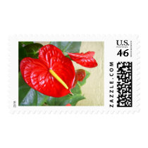 Anthurium postage