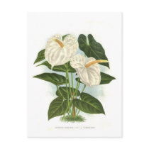 Anthurium Postcards