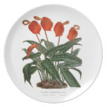 Anthurium scherzerianum plate