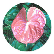 Anthurium sticker
