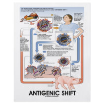 Antigenic Shift (Virus Transmission) flyers