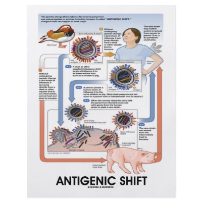 Antigenic Shift (Virus Transmission) Flyer by wordsunwords