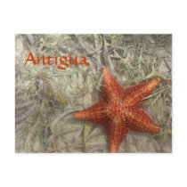 Antigua Starfish Postcard