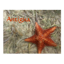 Antigua Starfish Postcard