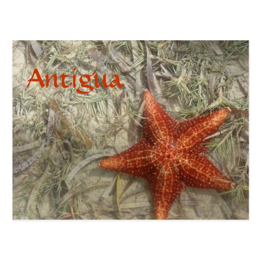 Antigua Starfish Postcard