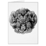 Antillean Ghost-faced Bat Greeting Cards