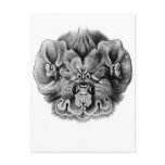 Antillean Ghost-faced Bat Post Card