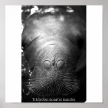 Antillean manatee posters