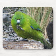 Antipodes Island Parakeet Mouse Pad