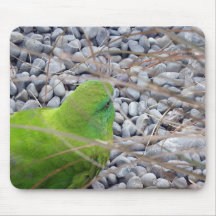 Antipodes Island Parakeet Mouse Pad