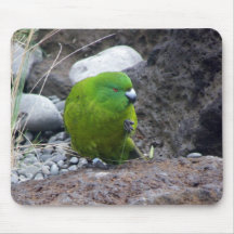 Antipodes Island Parakeet Mouse Pads