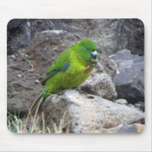 Antipodes Island Parakeet Mousepad