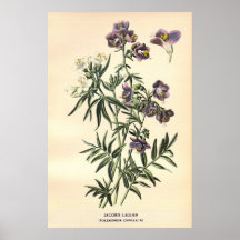 Antique 19th century color flowers litho poster