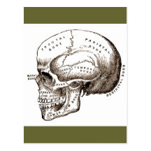 Antique Anatomy Anatomical Skull Post Cards