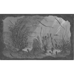 Antique aquarium print seahorses fishes print