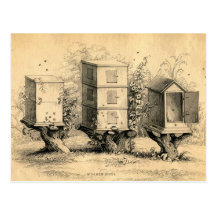 Antique Beekeeping Beehives Print Post Cards